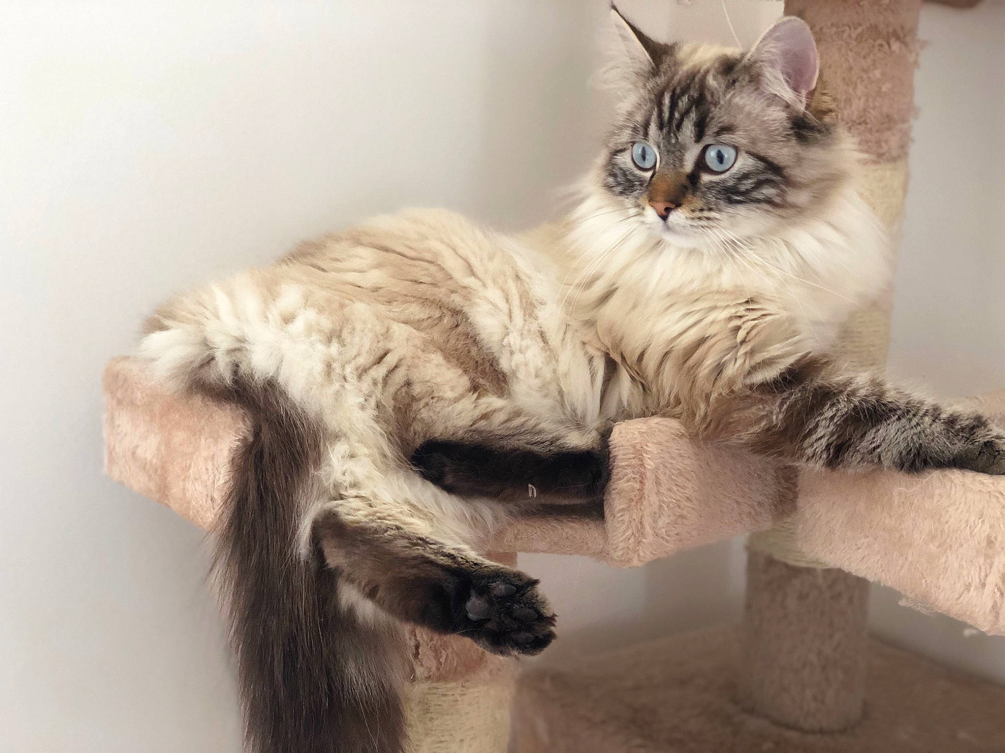 Palmyra a rejoint le concours — aidez-le/la à gagner de superbes lots ! british_longhair, carnivore, cat, cat_supply, claw, comfort, domestic_short_haired_cat, fawn, felidae, fur, grey, maine_coon, paw, ragdoll, small_to_medium_sized_cats, snout, tail, terrestrial_animal, whiskers, window