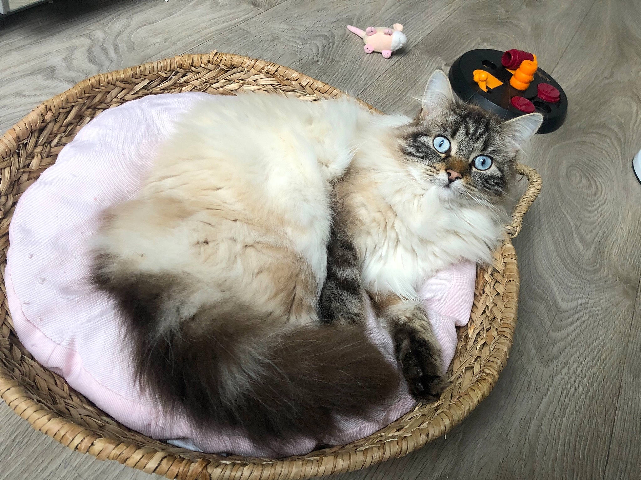 Palmyra a rejoint le concours — aidez-le/la à gagner de superbes lots ! carnivore, cat, cat_bed, claw, comfort, felidae, fur, nap, paw, ragdoll, small_to_medium_sized_cats, tail, whiskers