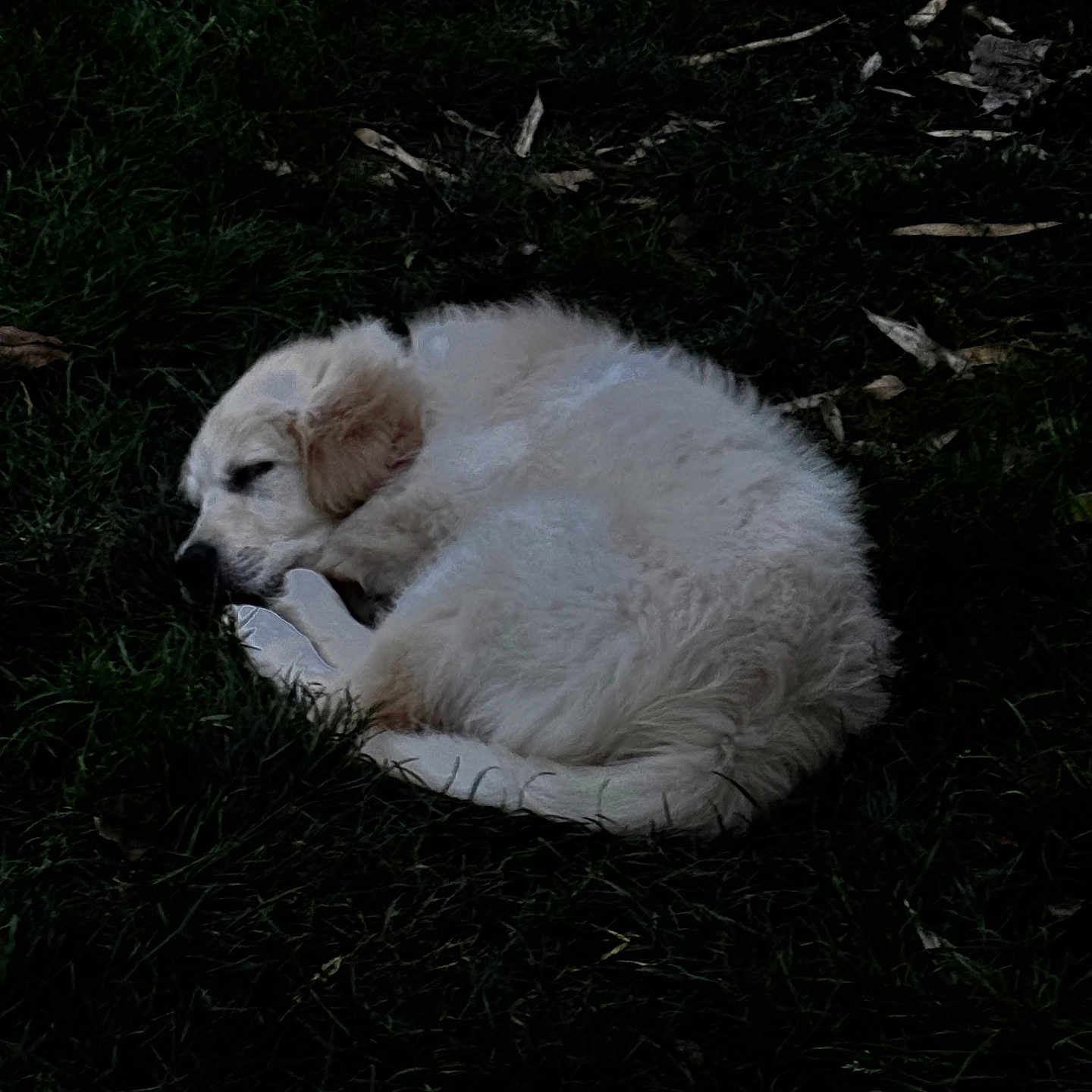 Walee a rejoint le concours — aidez-le/la à gagner de superbes lots ! animal, canine, curled_up, dark, dog, fluffy, fur, grass, leaf, nature, outdoor, peaceful, pet, puppy, quiet, relaxing, resting, shadow, sleep, sleeping