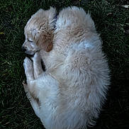Walee participe au concours pour gagner de l'argent avec cette photo : puppy, dog, golden_retriever, sleeping, grass, outdoor, curled_up, fluffy, cute, young_dog, nature, animal, pet, canine, resting, fur, peaceful, close_up, summer, daytime
