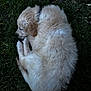 puppy, dog, golden_retriever, sleeping, grass, outdoor, curled_up, fluffy, cute, young_dog, nature, animal, pet, canine, resting, fur, peaceful, close_up, summer, daytime