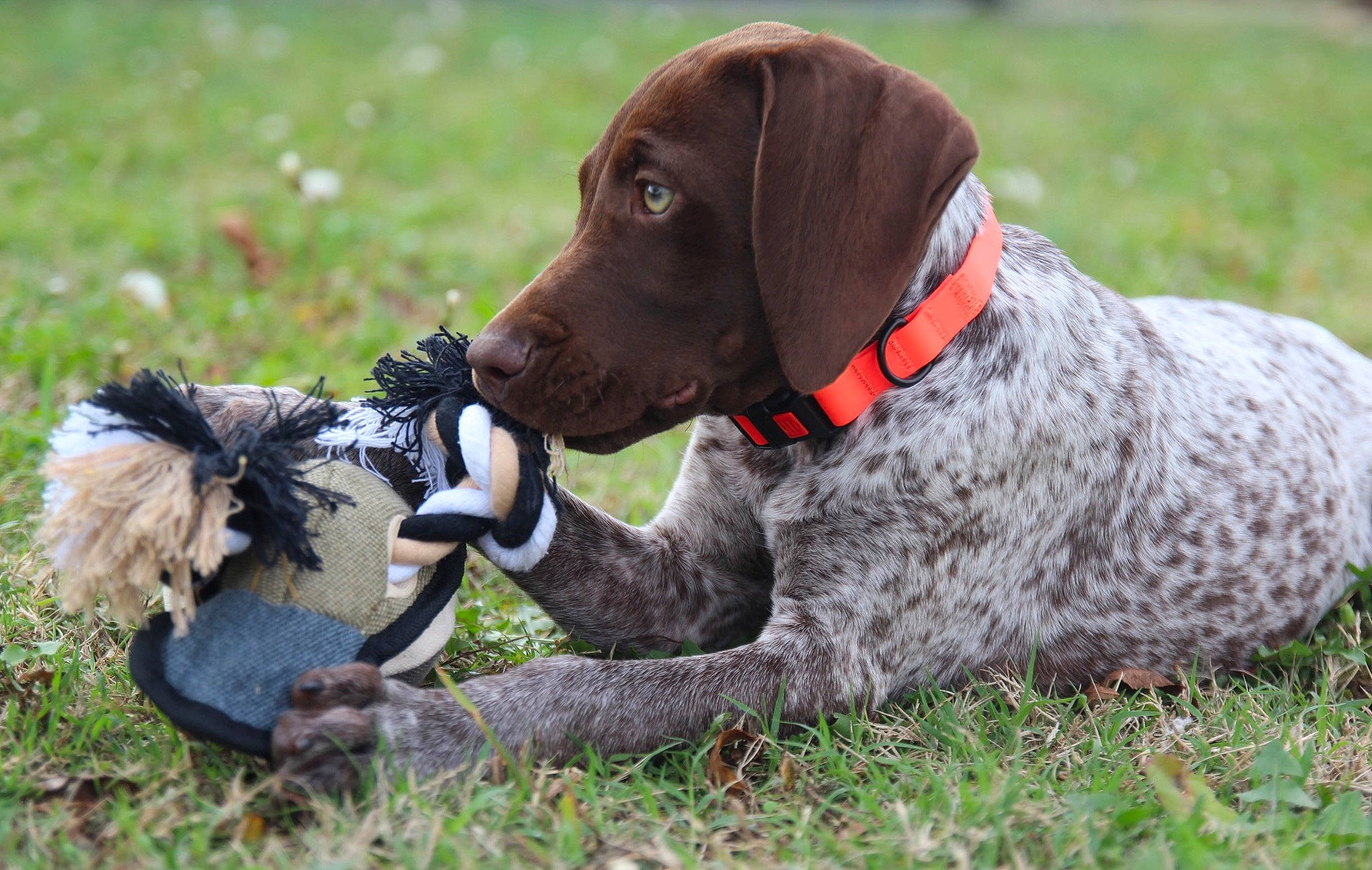 Gauge joined the competition — help win amazing prizes! carnivore, collar, companion_dog, dog, dog_breed, dog_collar, dog_supply, fashion_accessory, german_shorthaired_pointer, grass, gun_dog, leash, liver, pet_supply, pointing_breed, retriever, snout, sporting_group, tail, working_animal
