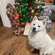 Lino is registered to the contest to win money with this photo: canine, celebration, christmas_decorations, christmas_tree, cozy, dog, domestic_animal, festive, fluffy, green_tinsel, holiday, holiday_lighting, indoor, living_room, ornaments, pet, smiling_dog, white_dog, wooden_floor, wrapped_presents