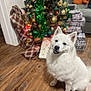 canine, celebration, christmas_decorations, christmas_tree, cozy, dog, domestic_animal, festive, fluffy, green_tinsel, holiday, holiday_lighting, indoor, living_room, ornaments, pet, smiling_dog, white_dog, wooden_floor, wrapped_presents