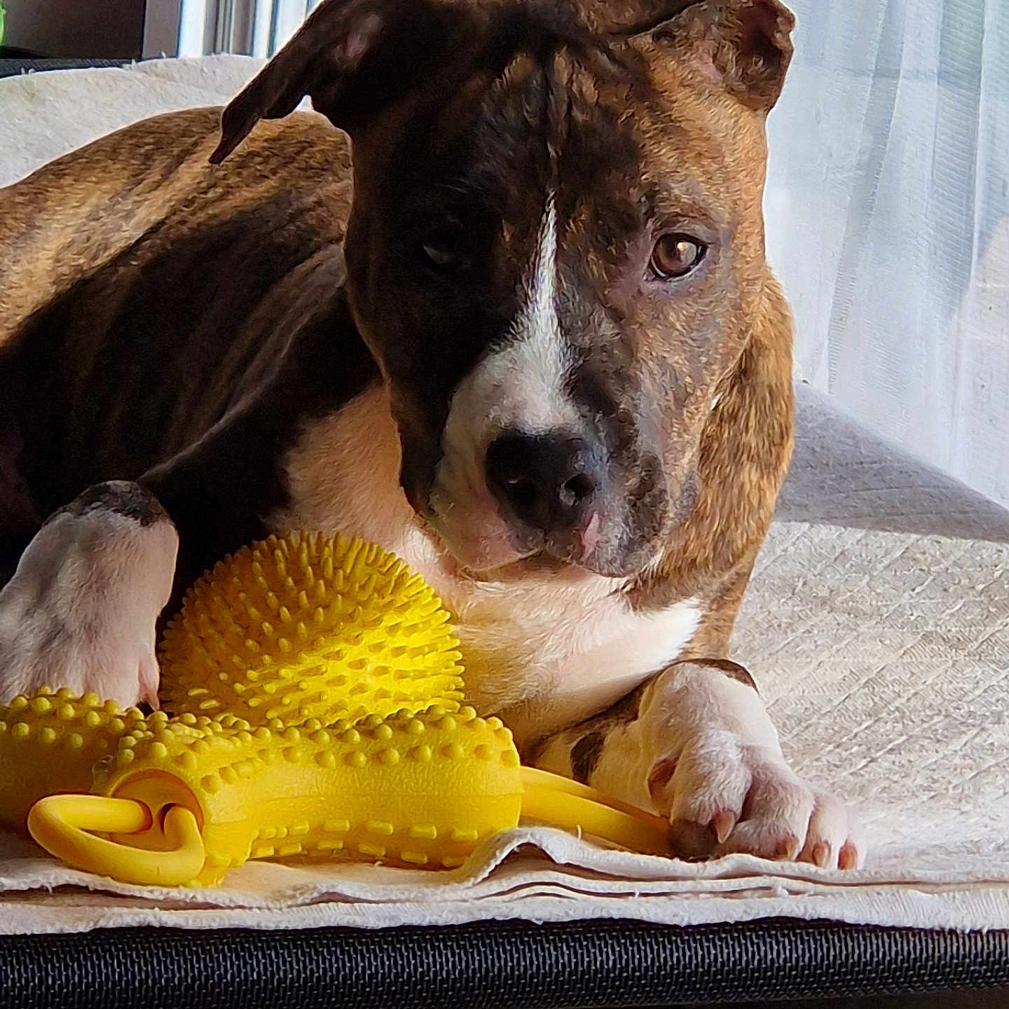 Asgard a rejoint le concours — aidez-le/la à gagner de superbes lots ! animal, blanket, brindle, canine, closeup, comfort, cozy, dog, face, fur, home, indoor, natural_light, paw, pet, relaxed, resting, toy, window, yellow