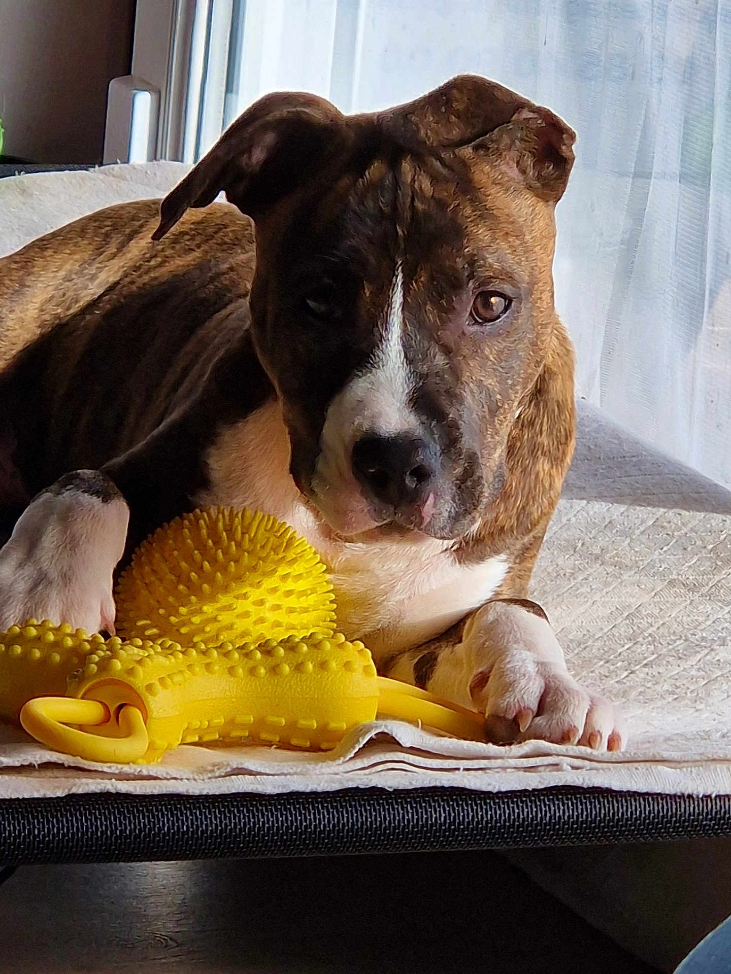 Asgard a rejoint le concours — aidez-le/la à gagner de superbes lots ! dog, brindle, pet, indoor, blanket, toy, yellow, relaxed, paw, face, window, natural_light, cozy, resting, fur, canine, animal, comfort, closeup, home