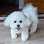 animal, bison, bodypart, canine, cockerspaniel, dog, eskimodog, hardwood, indoors, mouth, person, pet, poodle, puppy, snout, terrier, tongue, white, whitedog, wood