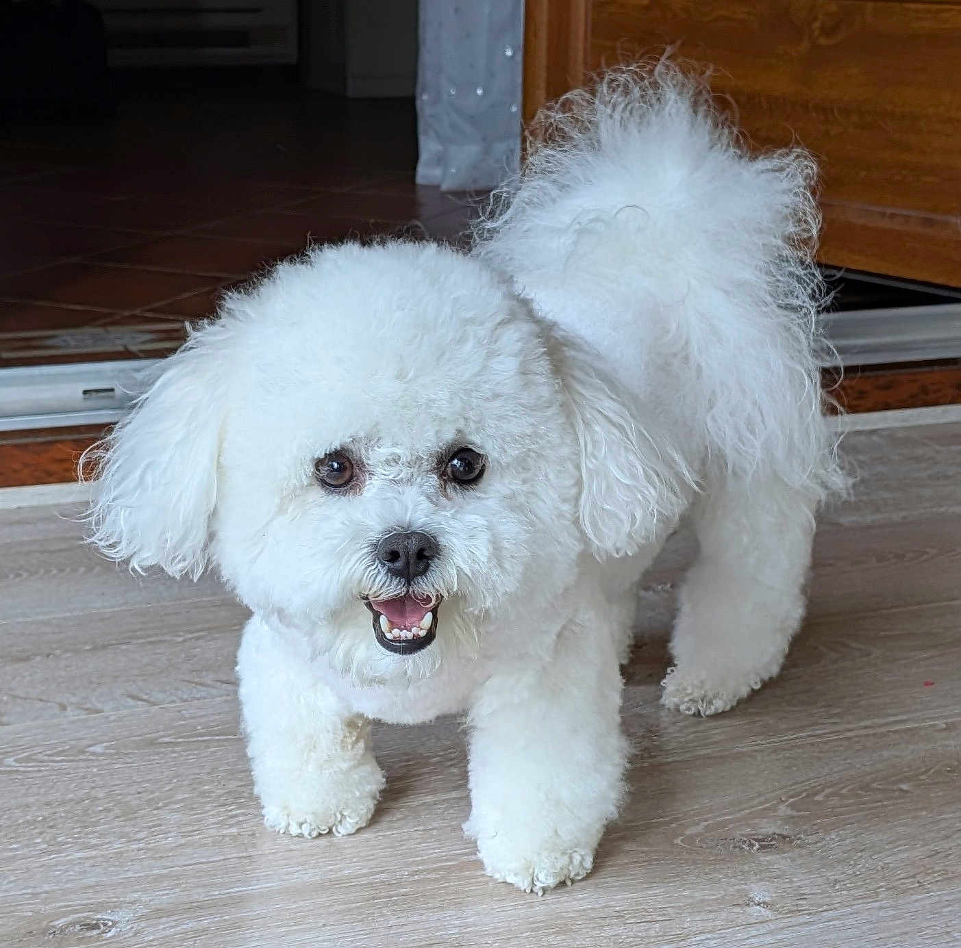 Mozart participe au concours pour gagner de l'argent avec cette photo : animal, bison, bodypart, canine, cockerspaniel, dog, eskimodog, hardwood, indoors, mouth, person, pet, poodle, puppy, snout, terrier, tongue, white, whitedog, wood