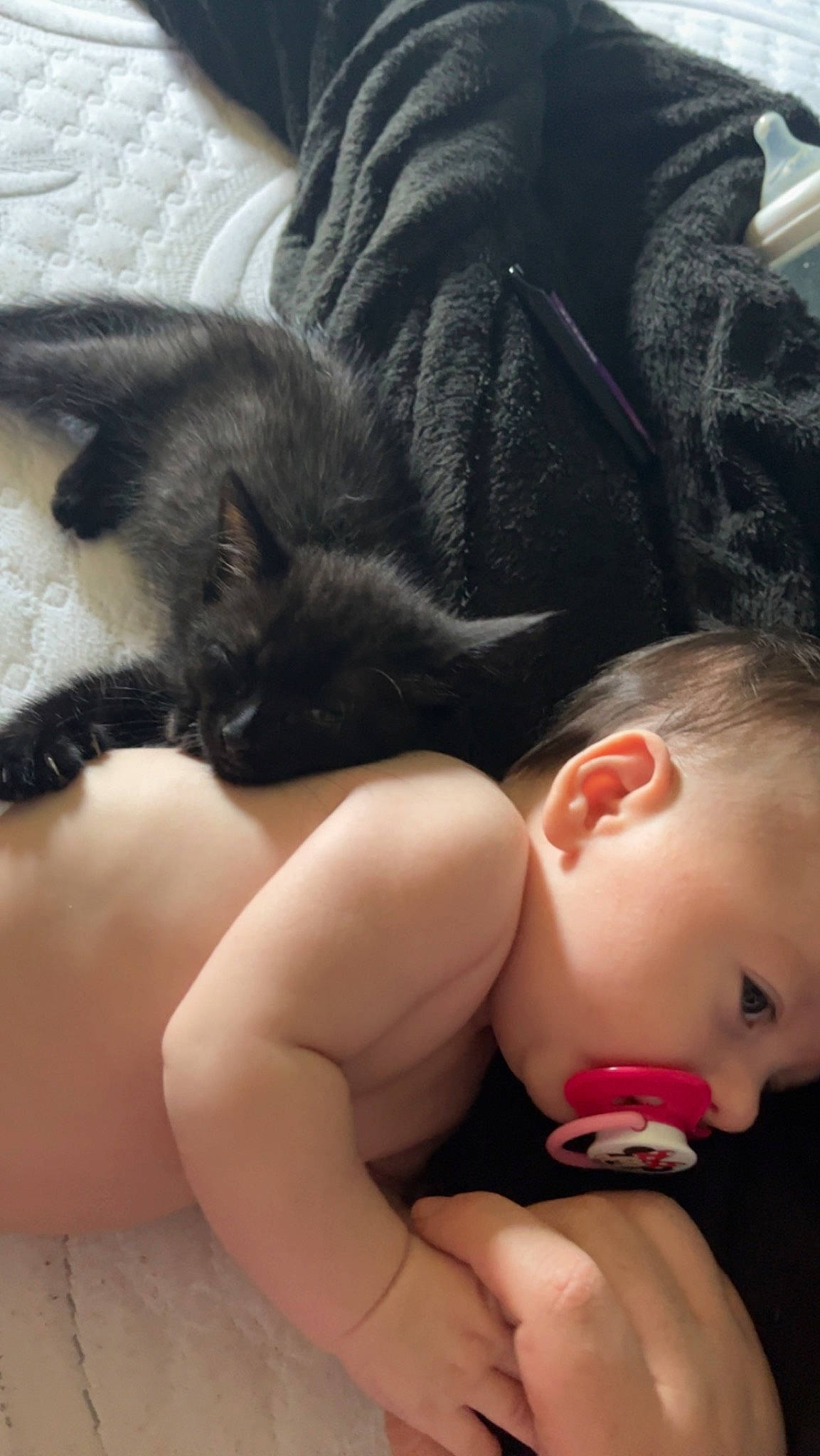 Arizona joined the competition — help win amazing prizes! arm, black_hair, carnivore, cat, comfort, eye, eyelash, felidae, finger, gesture, hair, hand, human_body, leg, mouth, nail, nose, person, skin, thigh