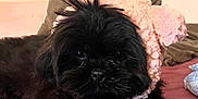 Vanie a rejoint le concours — aidez-le/la à gagner de superbes lots ! affenpinscher, animal, canine, dog, dogbed, pet, puppy, terrier