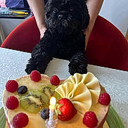 Vanie participe au concours pour gagner de l'argent avec cette photo : birthday, black_dog, blueberry, cake, candle, celebration, chair, cute, dog, fruit, hands, heart_shaped_cake, indoor, kiwi, person, pet, raspberry, strawberry, table, tablecloth