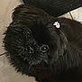 Vanie participe au concours pour gagner de l'argent avec cette photo : affenpinscher, animal, canine, dog, dogbed, pet, puppy, terrier
