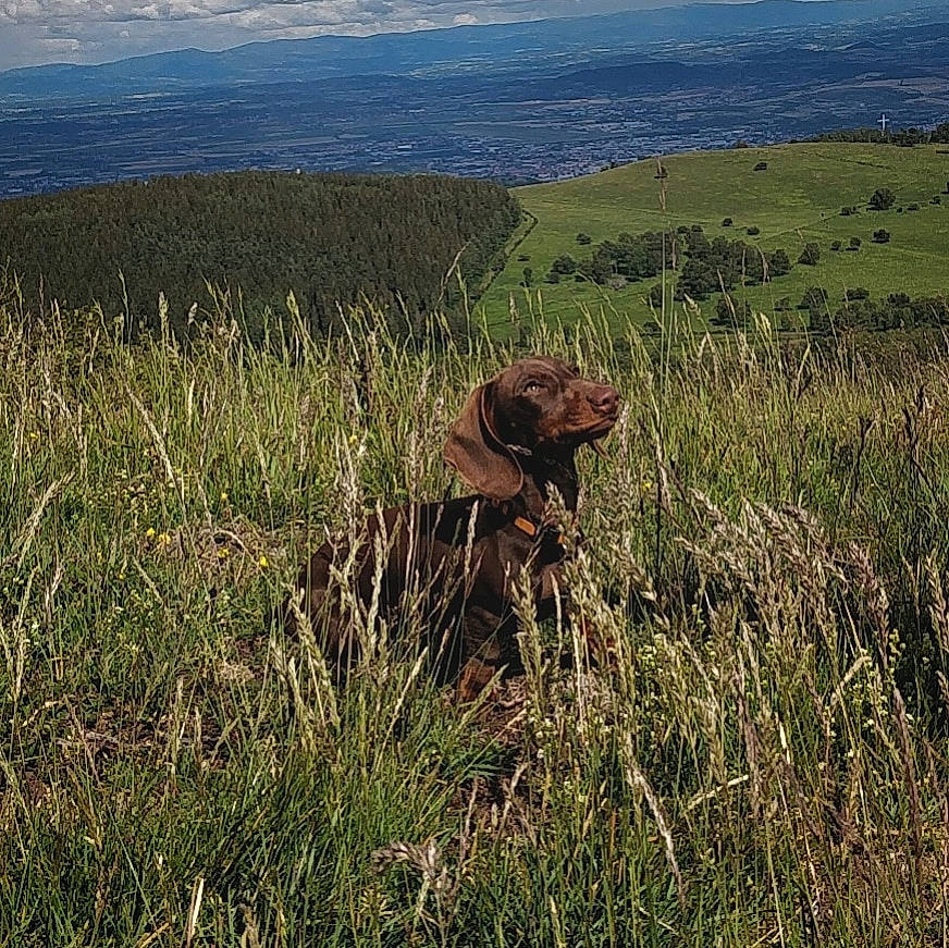 Spoutnik participe au concours pour gagner de l'argent avec cette photo : ecoregion, fawn, field, grass, grass_family, grassland, landscape, meadow, mountain, natural_landscape, pasture, plain, plant, plant_community, pointing_breed, prairie, shrubland, sporting_group, steppe