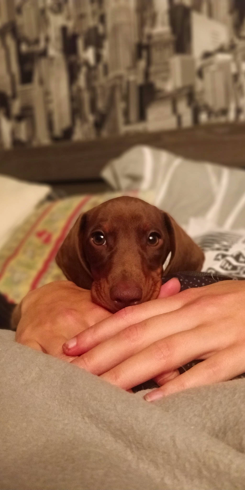 Spoutnik a rejoint le concours — aidez-le/la à gagner de superbes lots ! beagador, canidae, carnivore, dachshund, dog, dog_breed, fawn, liver, mammal, puppy, snout, sporting_group, vertebrate, vizsla, weimaraner