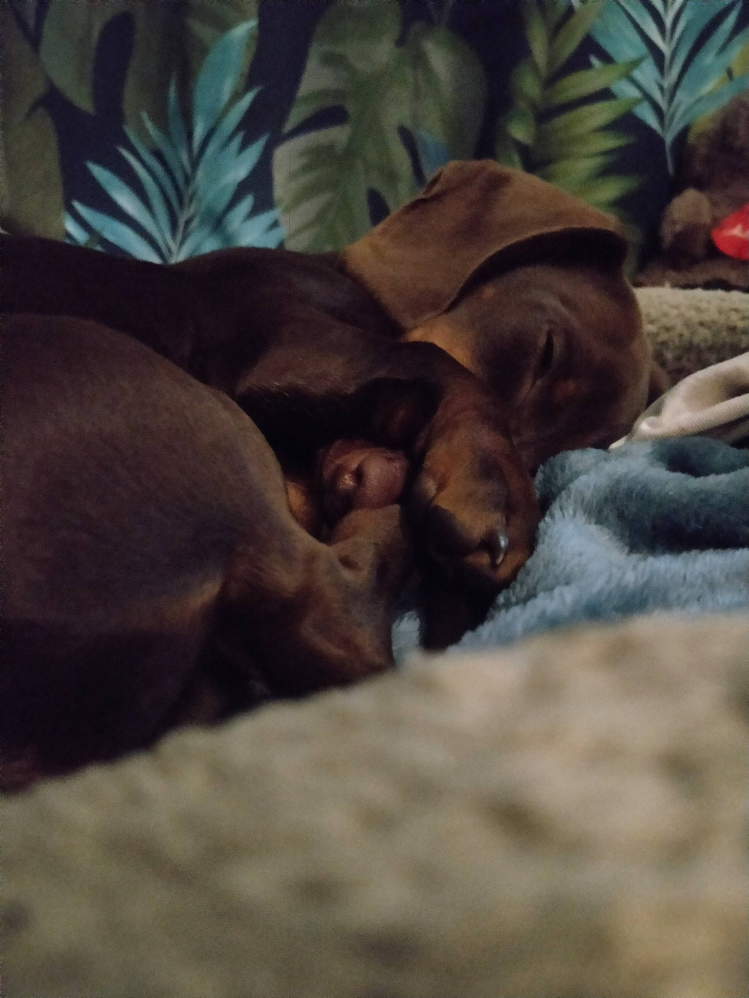 Spoutnik participe au concours pour gagner de l'argent avec cette photo : canidae, carnivore, dog, dog_breed, fawn, liver, pointer, pointing_breed, puppy, sporting_group, vizsla, weimaraner