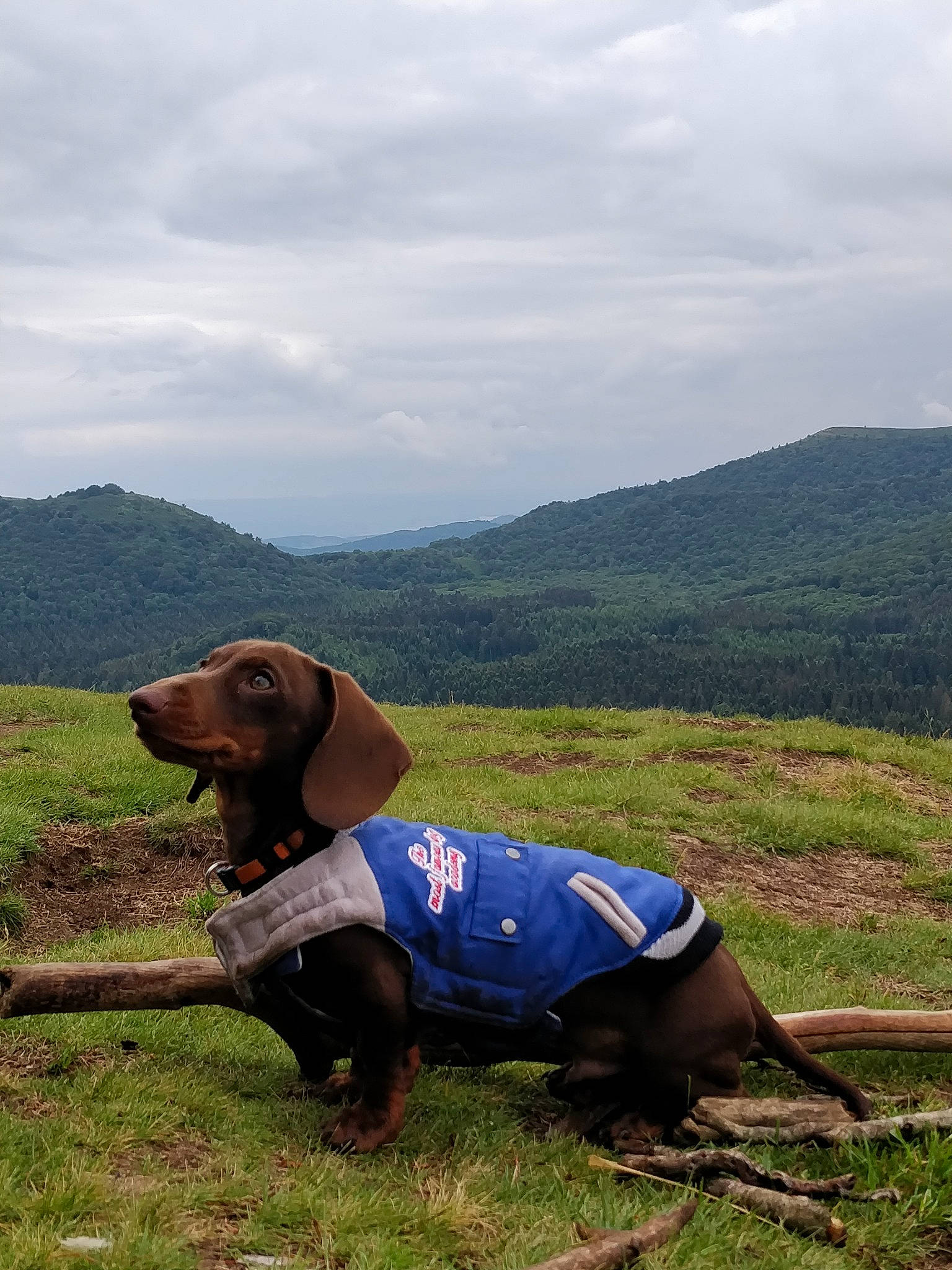 Spoutnik participe au concours pour gagner de l'argent avec cette photo : adventure, alpine_dachsbracke, canidae, carnivore, dachshund, dog, dog_breed, dog_clothes, ear, hound, hunting_dog, mammal, mountain, sporting_group