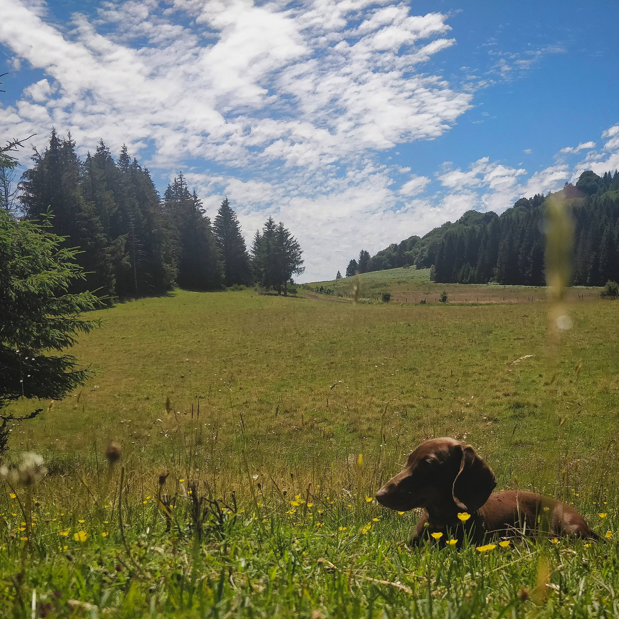 Spoutnik a rejoint le concours — aidez-le/la à gagner de superbes lots ! alps, bison, bovine, grass, grassland, grazing, highland, landscape, meadow, mountain, mountainous_landforms, national_park, natural_environment, natural_landscape, pasture, prairie, sky, sporting_group, tree, wilderness