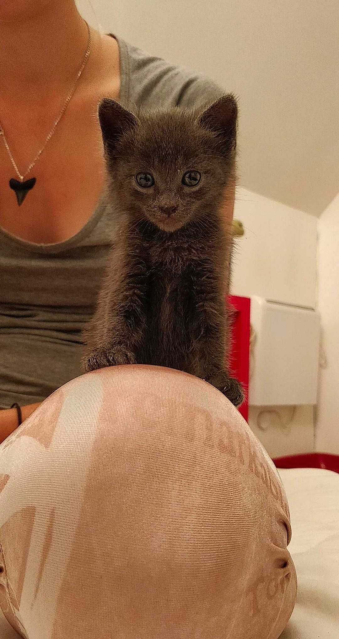 Rocket a rejoint le concours — aidez-le/la à gagner de superbes lots ! asian, black_cat, carnivore, cat, chartreux, domestic_short_haired_cat, felidae, fur, kitten, korat, mammal, nebelung, russian_blue, small_to_medium_sized_cats, vertebrate, whiskers