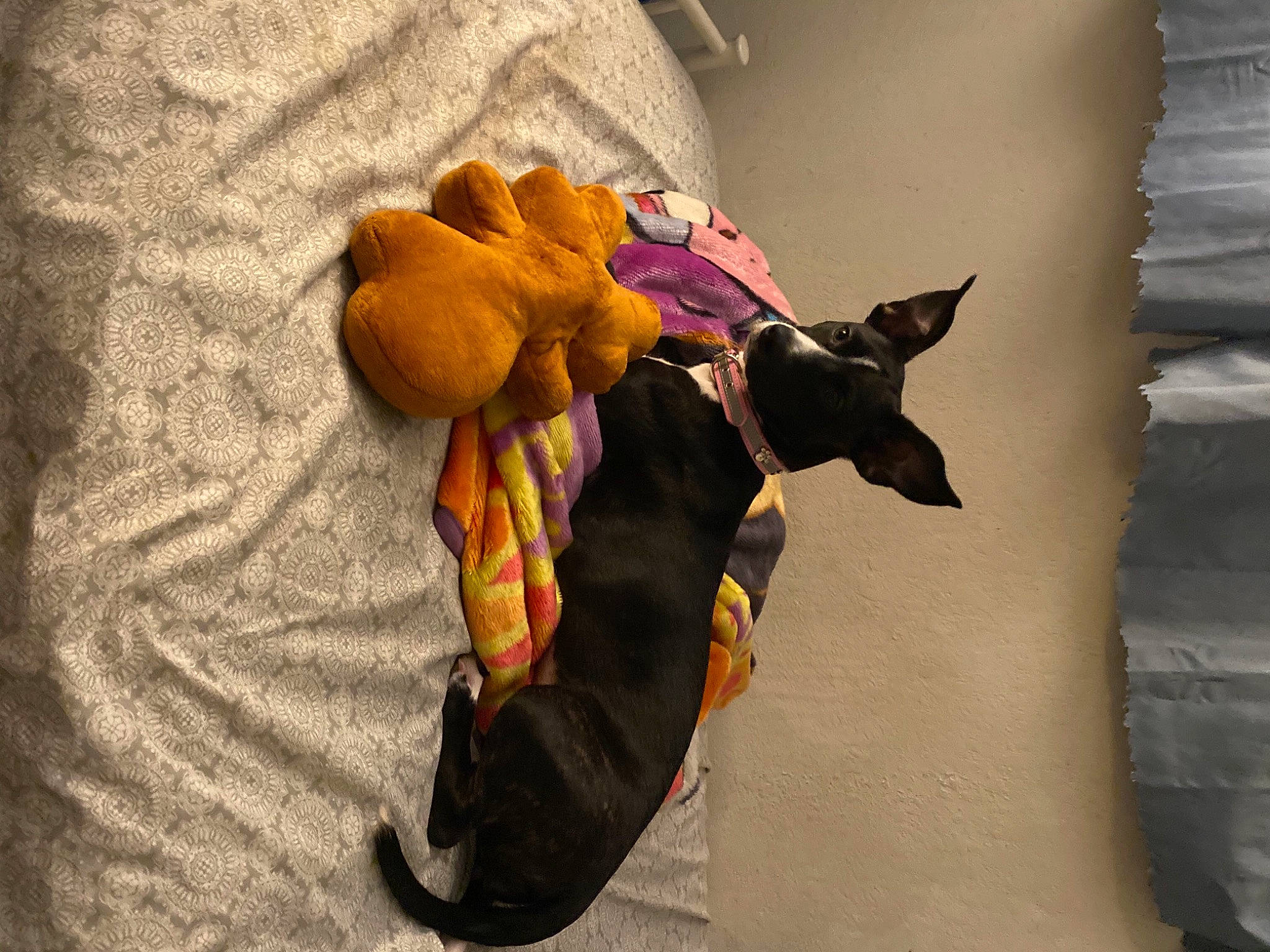 Kiwi is registered to the contest to win money with this photo: linens, shadow