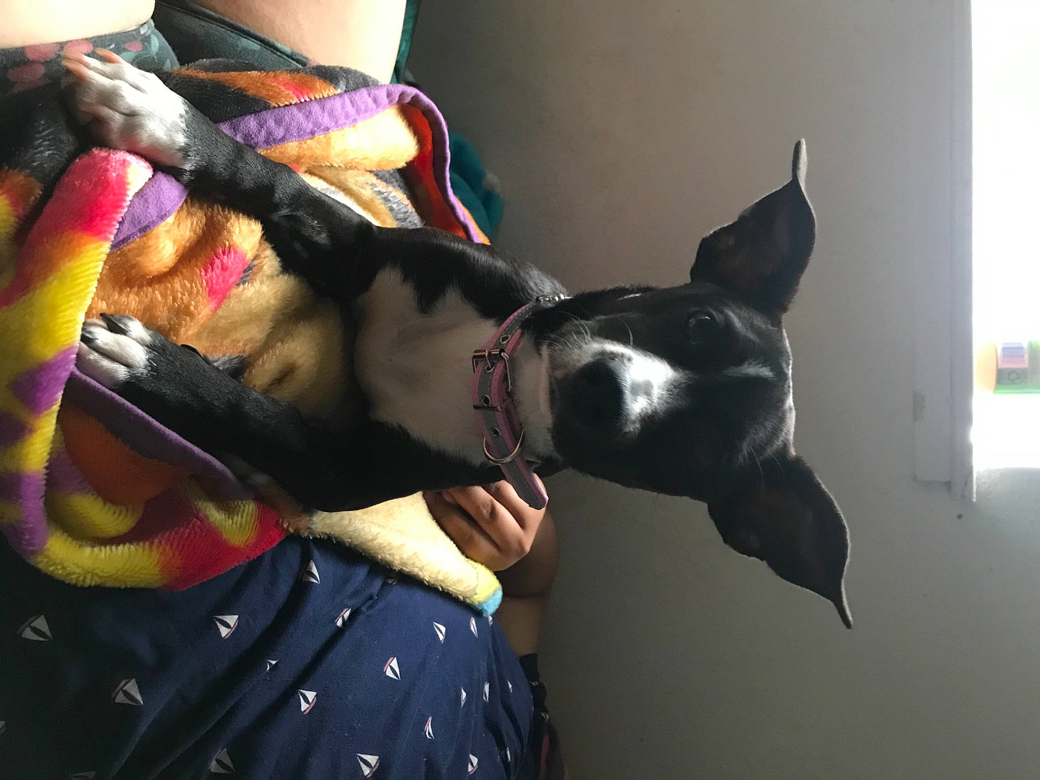 Kiwi is registered to the contest to win money with this photo: canidae, carnivore, collar, companion_dog, costume_accessory, dog, dog_breed, dog_collar, dog_supply, fedora, fur, guard_dog, jaw, leash, pet_supply, snout, vertebrate, whiskers, working_animal, working_dog