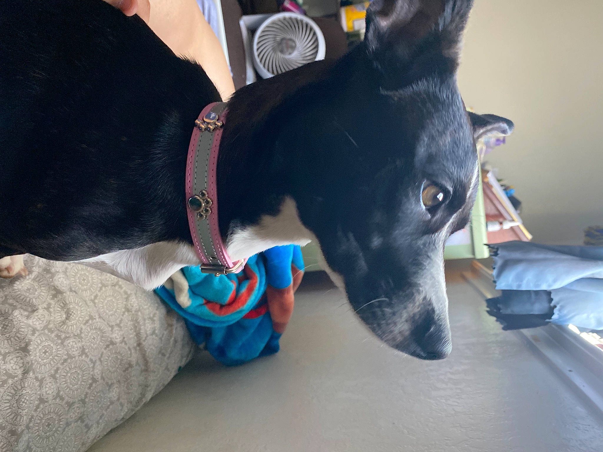 Kiwi joined the competition — help win amazing prizes! canidae, carnivore, collar, comfort, companion_dog, dog, dog_breed, dog_clothes, dog_collar, dog_supply, fur, mammal, paw, pet_supply, small_terrier, snout, terrier, vertebrate, whiskers, working_animal