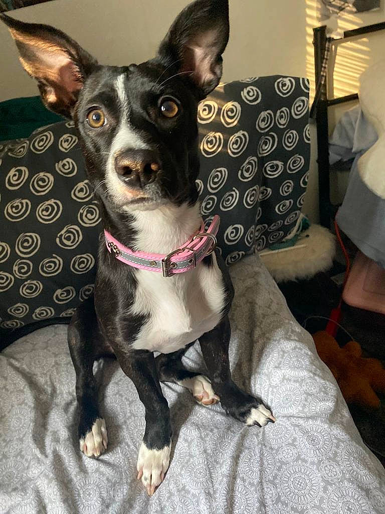 Kiwi is registered to the contest to win money with this photo: canidae, carnivore, collar, companion_dog, dog, dog_breed, dog_collar, dog_supply, foot, leash, linens, pet_supply, snout, sporting_group, vertebrate, working_animal, working_dog