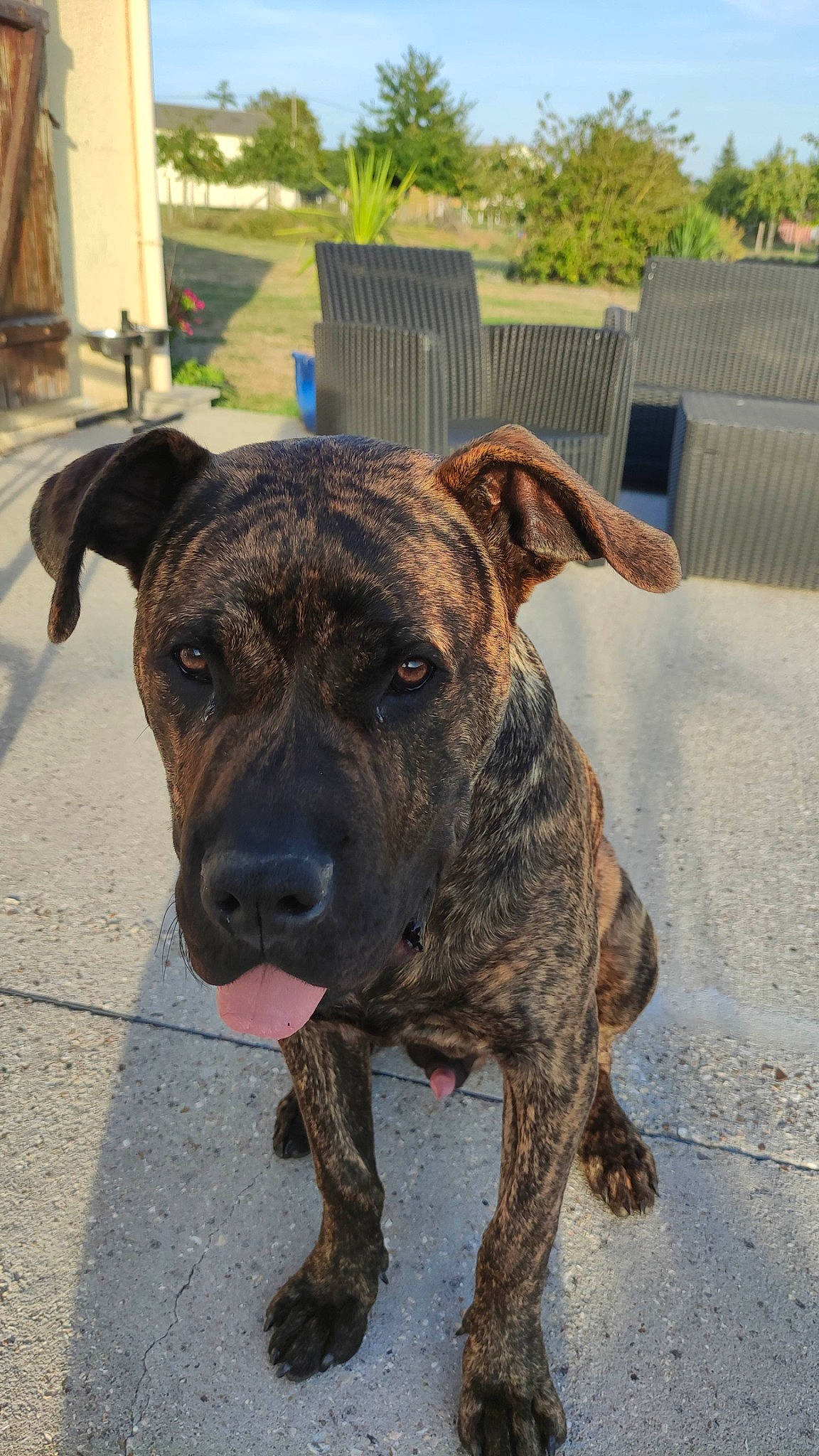 Yoshi participe au concours pour gagner de l'argent avec cette photo : ancient_dog_breeds, canidae, carnivore, collar, companion_dog, dog, dog_breed, dog_collar, fawn, guard_dog, molosser, non_sporting_group, plant, sky, snout, sporting_group, tree, working_animal, working_dog, wrinkle