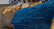 Tucker joined the competition — help win amazing prizes! animal, blanket, blue, brown, comfortable, couch, cozy, curtain, dog, fluffy, fur, furniture, home, indoor, leather, patterned, pet, portrait, relaxed, resting