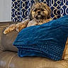 dog, fluffy, couch, blanket, blue, brown, leather, indoor, pet, relaxed, curtain, patterned, cozy, fur, home, animal, portrait, resting, comfortable, furniture