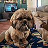 Tucker is registered to the contest to win money with this photo: dog, small_dog, pet, living_room, pajamas, baby_yoda, plush, fur, cute, indoors, sofa, wood_floor, television, furniture, collar, treat, brown_fur, cozy, home, relaxing