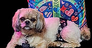 Tucker is registered to the contest to win money with this photo: dog, pet, pillow, peace_sign, colorful, heart, sun, flower, butterfly, black_background, relaxed, cute, fur, animal, indoor, lying_down, accessory, collar, tag, pattern
