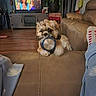 Tucker is registered to the contest to win money with this photo: dog, living_room, couch, leather, metal_bowl, wooden_floor, television, plant, blanket, person, socks, relaxing, indoor, furniture, pet, playful, cozy, home, footwear, entertainment