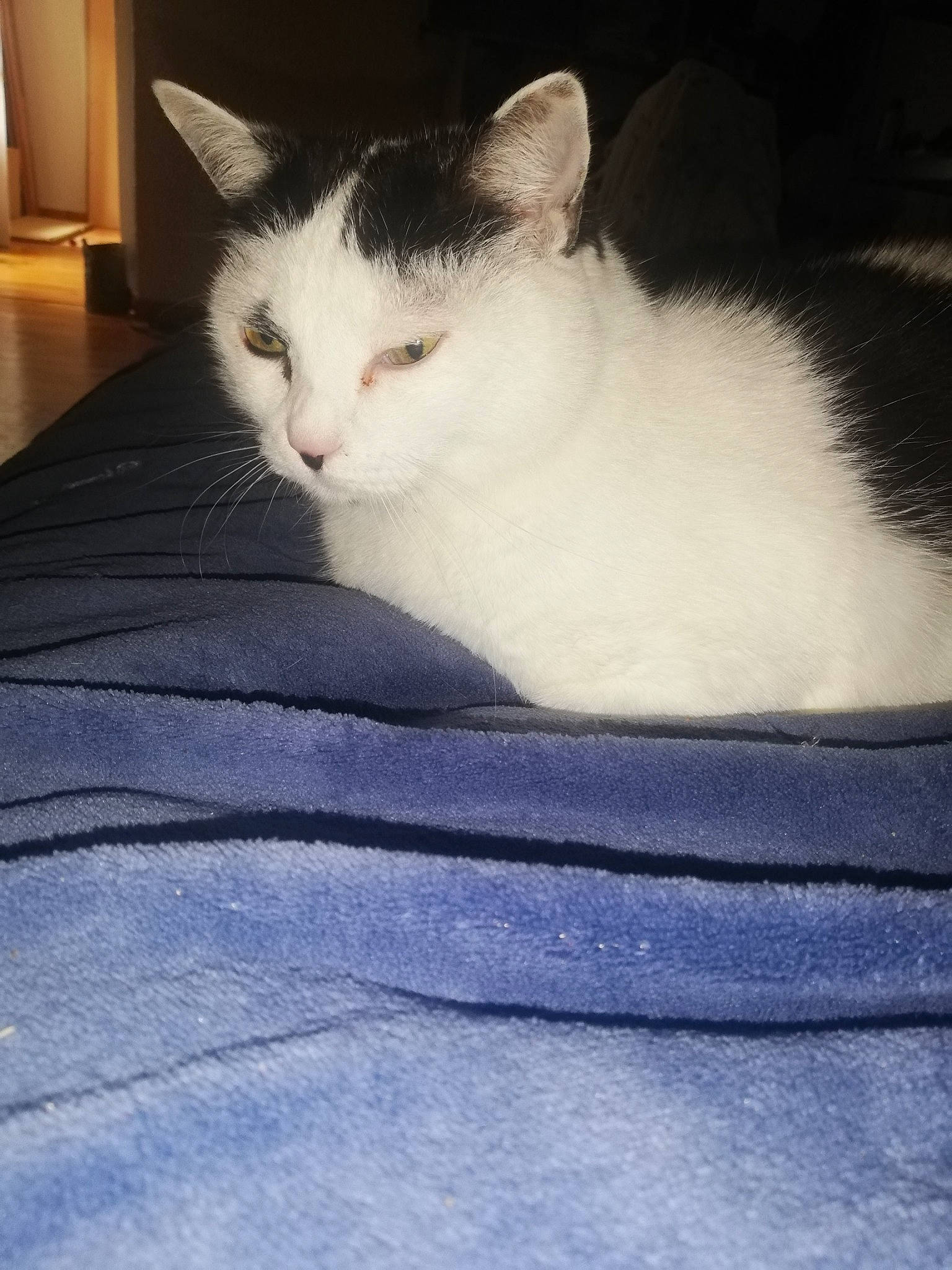 Philosophie a rejoint le concours — aidez-le/la à gagner de superbes lots ! carnivore, cat, comfort, domestic_short_haired_cat, electric_blue, felidae, fur, grey, linens, mammal, paw, sitting, small_to_medium_sized_cats, snout, tail, tints_and_shades, vertebrate, whiskers, window, windshield