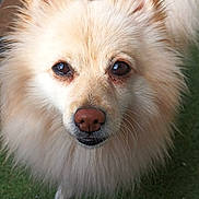 Babouche participe au concours pour gagner de l'argent avec cette photo : adorable, animal, canine, close_up, cream_color, cute, dog, domestic_animal, ears, face, fluffy, friendly, fur, grass, looking_up, nose, outdoor, pet, portrait, tail