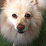 adorable, animal, canine, close_up, cream_color, cute, dog, domestic_animal, ears, face, fluffy, friendly, fur, grass, looking_up, nose, outdoor, pet, portrait, tail