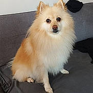 Babouche a rejoint le concours — aidez-le/la à gagner de superbes lots ! animal, brown, canine, companion, couch, cute, dog, domestic_animal, fluffy, friendly, fur, house, indoor, looking_at_camera, pet, pomeranian, portrait, sitting, small_dog, white