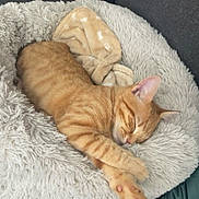 Tigrou a rejoint le concours — aidez-le/la à gagner de superbes lots ! cat, orange_tabby, sleeping, pet_bed, blanket, fluffy, cozy, indoor, feline, paw, couch, resting, domestic_animal, cute, relaxed, fur, pink_paw_pads, home, animal, nap