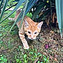 Tigrou participe au concours pour gagner de l'argent avec cette photo : cat, kitten, ginger_cat, grass, greenery, leaves, outdoor, nature, animal, whiskers, curious, young_cat, feline, pet, exploration, closeup, small_animal, mammal, ground, plants