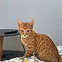 Tigrou a rejoint le concours — aidez-le/la à gagner de superbes lots ! cat, orange_tabby, bedspread, tissues, cable, table, indoor, pet, animal, feline, curious, sitting, striped, ears, whiskers, eyes, fur, domestic_animal, household, blurred_background