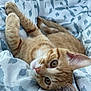 cat, kitten, ginger, tabby, pet, animal, feline, cute, whiskers, ears, eyes, fur, sleeping, resting, blanket, pattern, indoor, closeup, soft, relaxed
