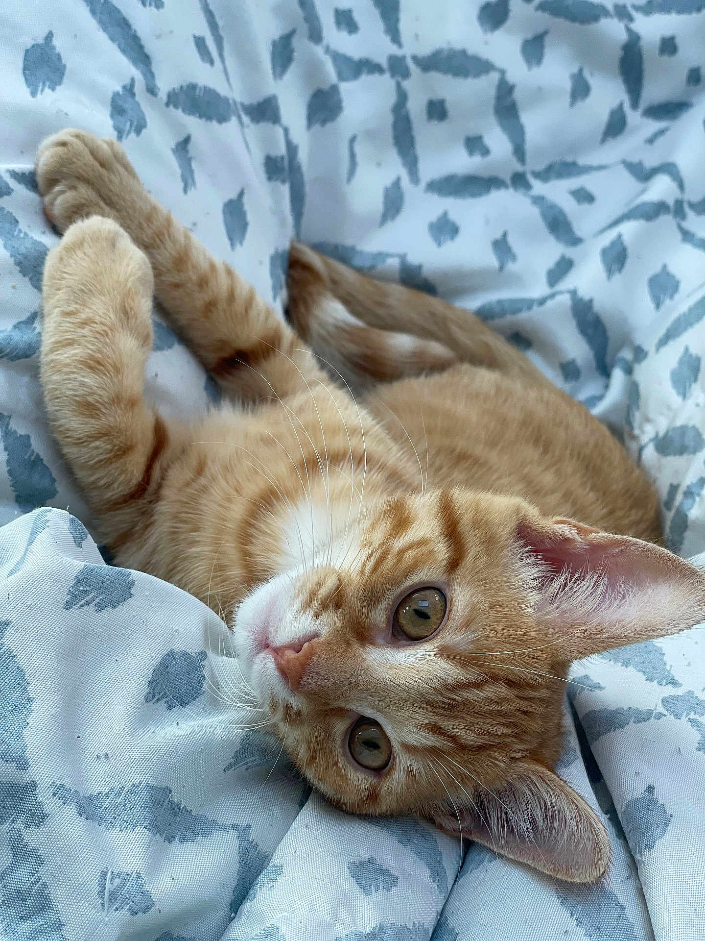 Tigrou a rejoint le concours — aidez-le/la à gagner de superbes lots ! cat, kitten, ginger, tabby, pet, animal, feline, cute, whiskers, ears, eyes, fur, sleeping, resting, blanket, pattern, indoor, closeup, soft, relaxed