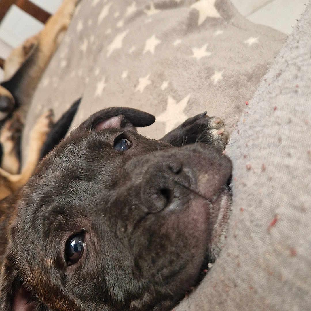 Vénus participe au concours pour gagner de l'argent avec cette photo : animal, blanket, bodypart, boxer, bulldog, canine, couch, dog, finger, frenchbulldog, furniture, hand, homedecor, hound, labradorretriever, person, pet, pitbull, pug, puppy