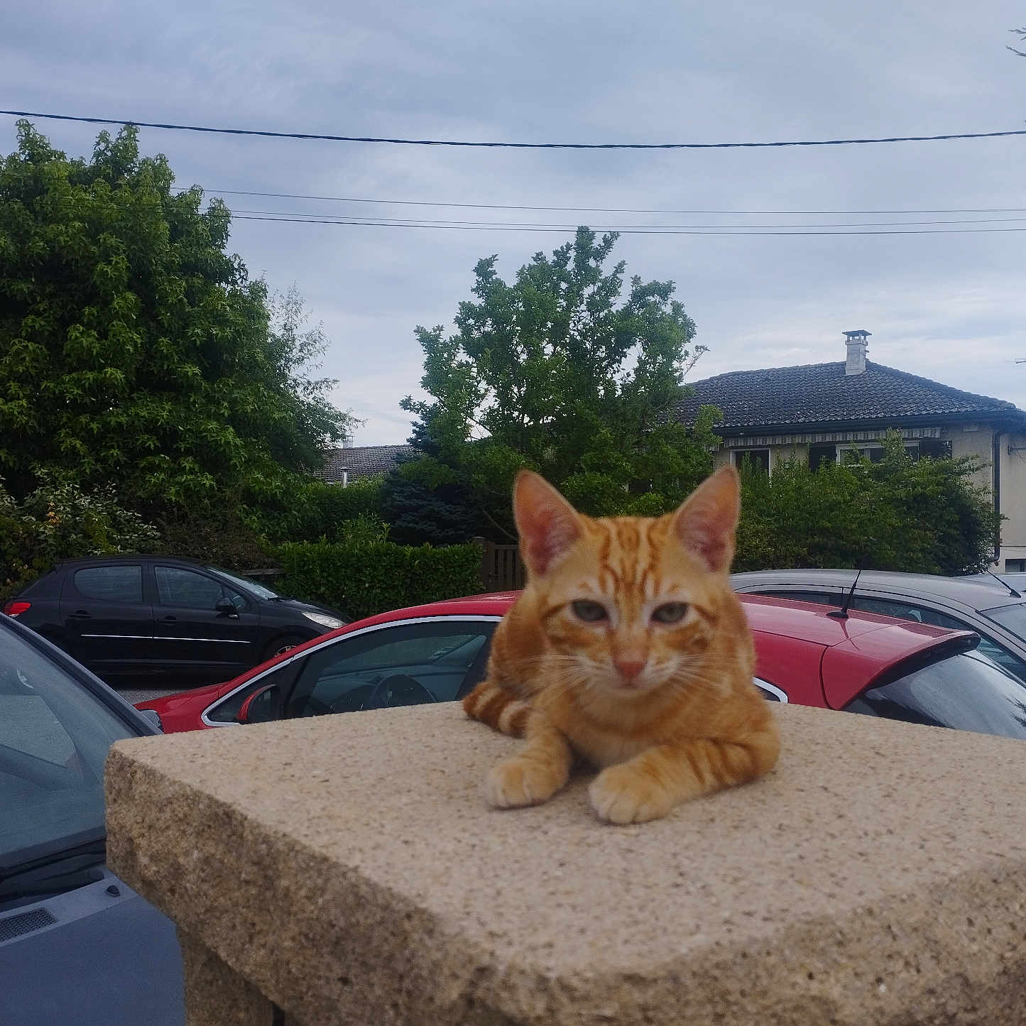 Guerfild participe au concours pour gagner de l'argent avec cette photo : abyssinian, alloywheel, animal, car, carwheel, cat, coupe, kitten, machine, manx, pet, plant, road, spoke, sportscar, tire, transportation, tree, vehicle, wheel