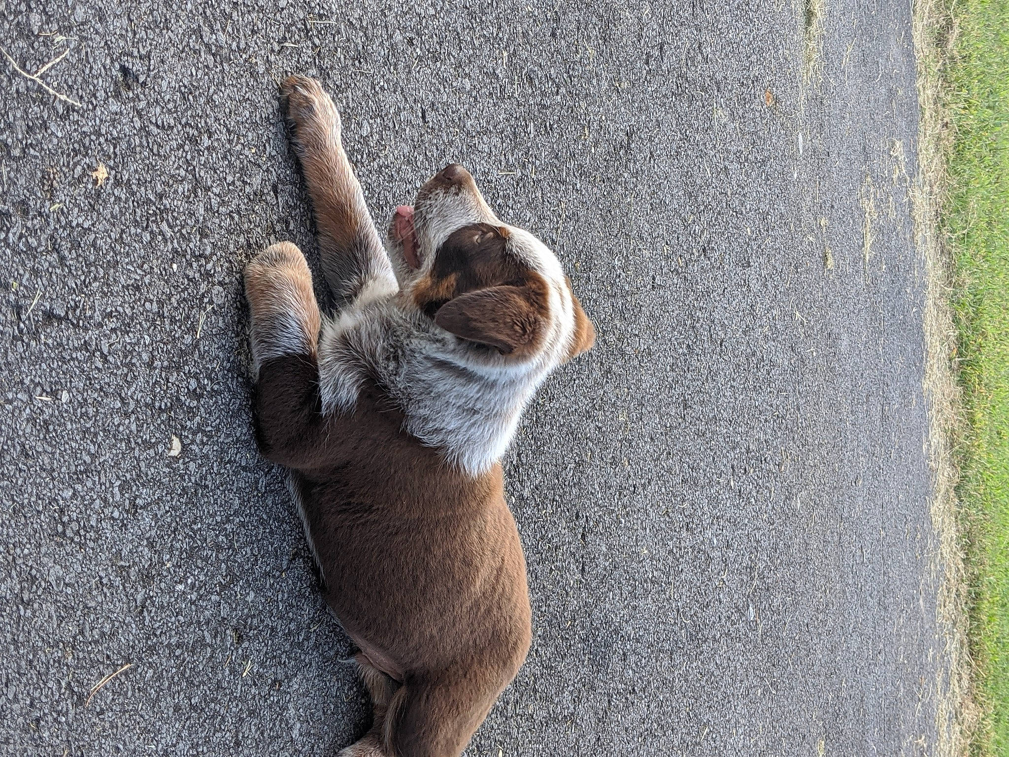 Dash joined the competition — help win amazing prizes! asphalt, carnivore, cat, claw, fawn, felidae, fur, paw, shadow, small_to_medium_sized_cats, tar