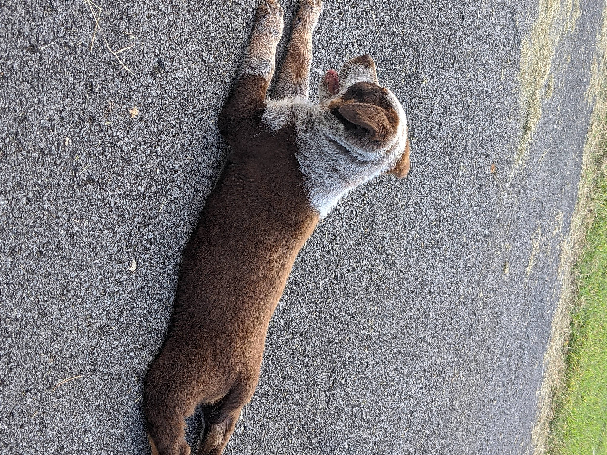 Dash is registered to the contest to win money with this photo: asphalt, carnivore, claw, dog_breed, fawn, foot, fur, liver, paw, shadow, snout, tail, tar, terrestrial_animal, toe, whiskers