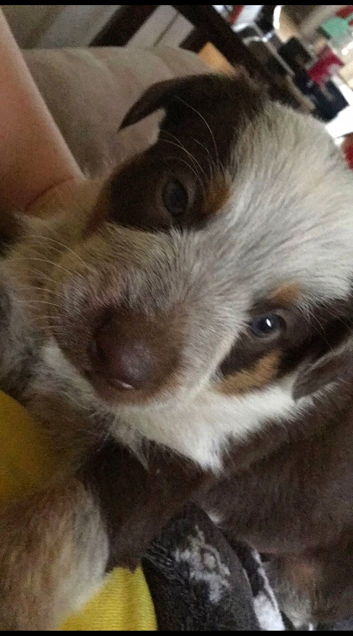 Dash is registered to the contest to win money with this photo: canidae, carnivore, companion_dog, dog, dog_breed, fur, iris, pet_supply, skin, snout, sporting_group, vertebrate, whiskers, working_animal, working_dog