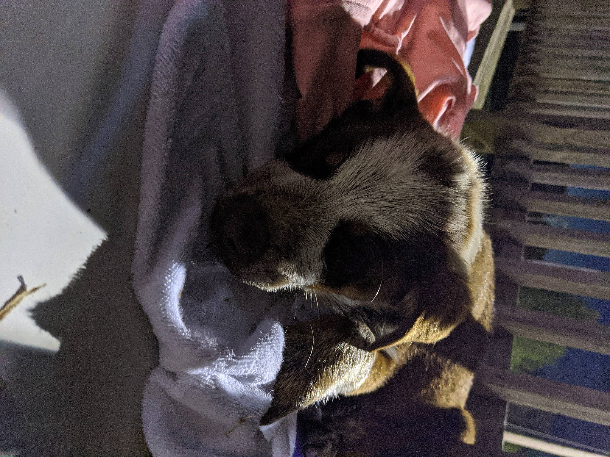 Dash is registered to the contest to win money with this photo: carnivore, claw, comfort, fur, mustelidae, paw, snout