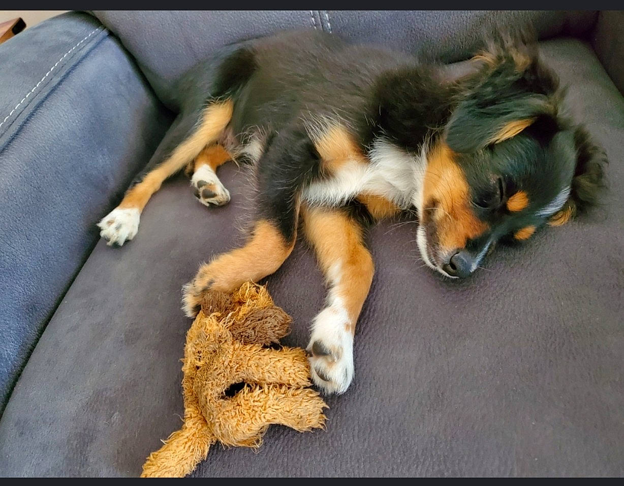 Togo joined the competition — help win amazing prizes! australian_shepherd, canidae, carnivore, companion_dog, dog, dog_breed, english_shepherd, mammal, paw, puppy, puppy_love, small_greek_domestic_dog, street_dog