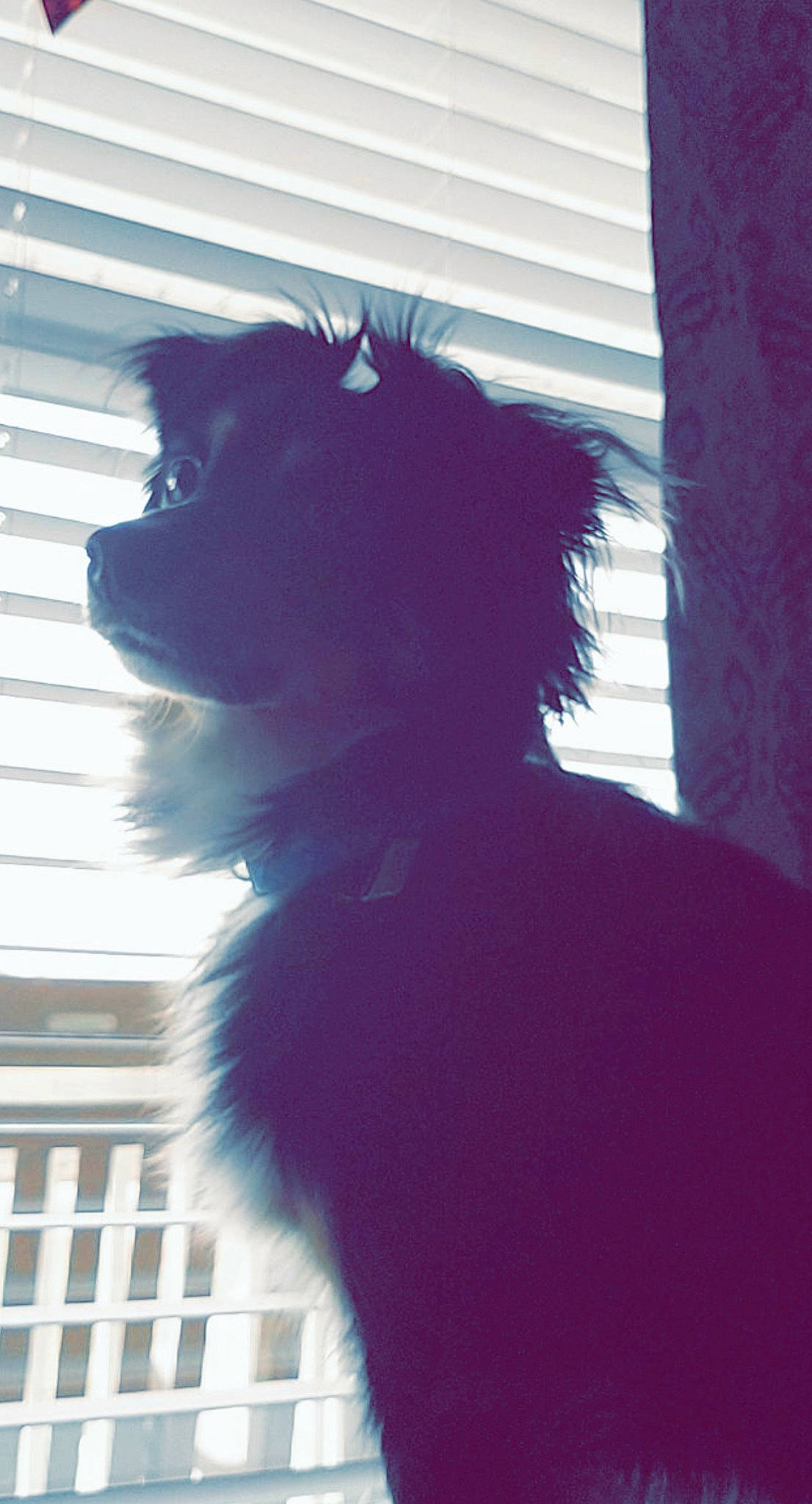 Togo joined the competition — help win amazing prizes! canidae, carnivore, collar, companion_dog, dog, dog_breed, dog_supply, fur, non_sporting_group, snout, sporting_group, tints_and_shades, tongue, vertebrate, working_animal, working_dog