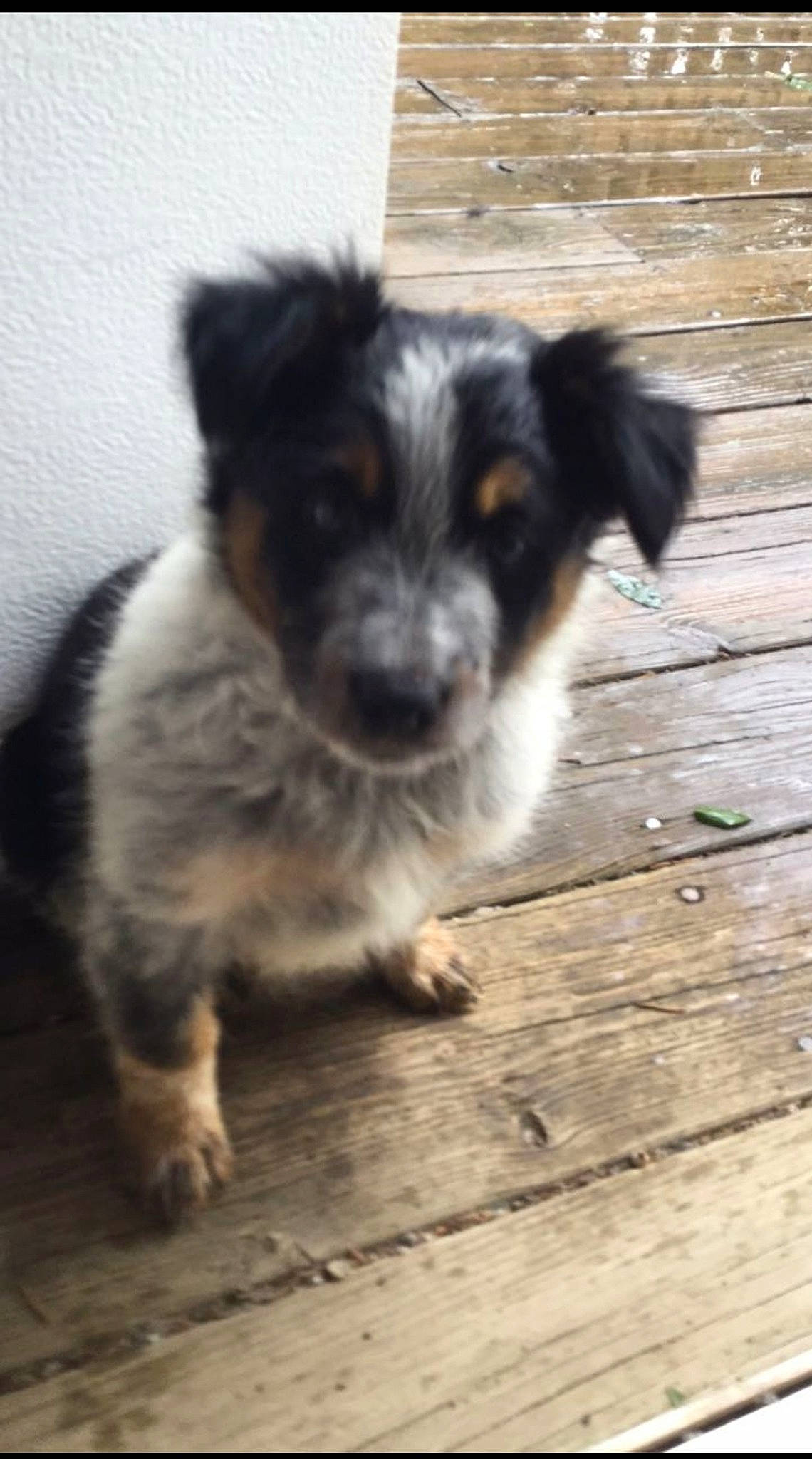 Bella joined the competition — help win amazing prizes! canidae, carnivore, companion_dog, dog, dog_breed, fur, hardwood, mammal, plank, puppy, snout, sporting_group, tail, texas_heeler, whiskers, wood, wood_flooring, wood_stain, working_animal, working_dog